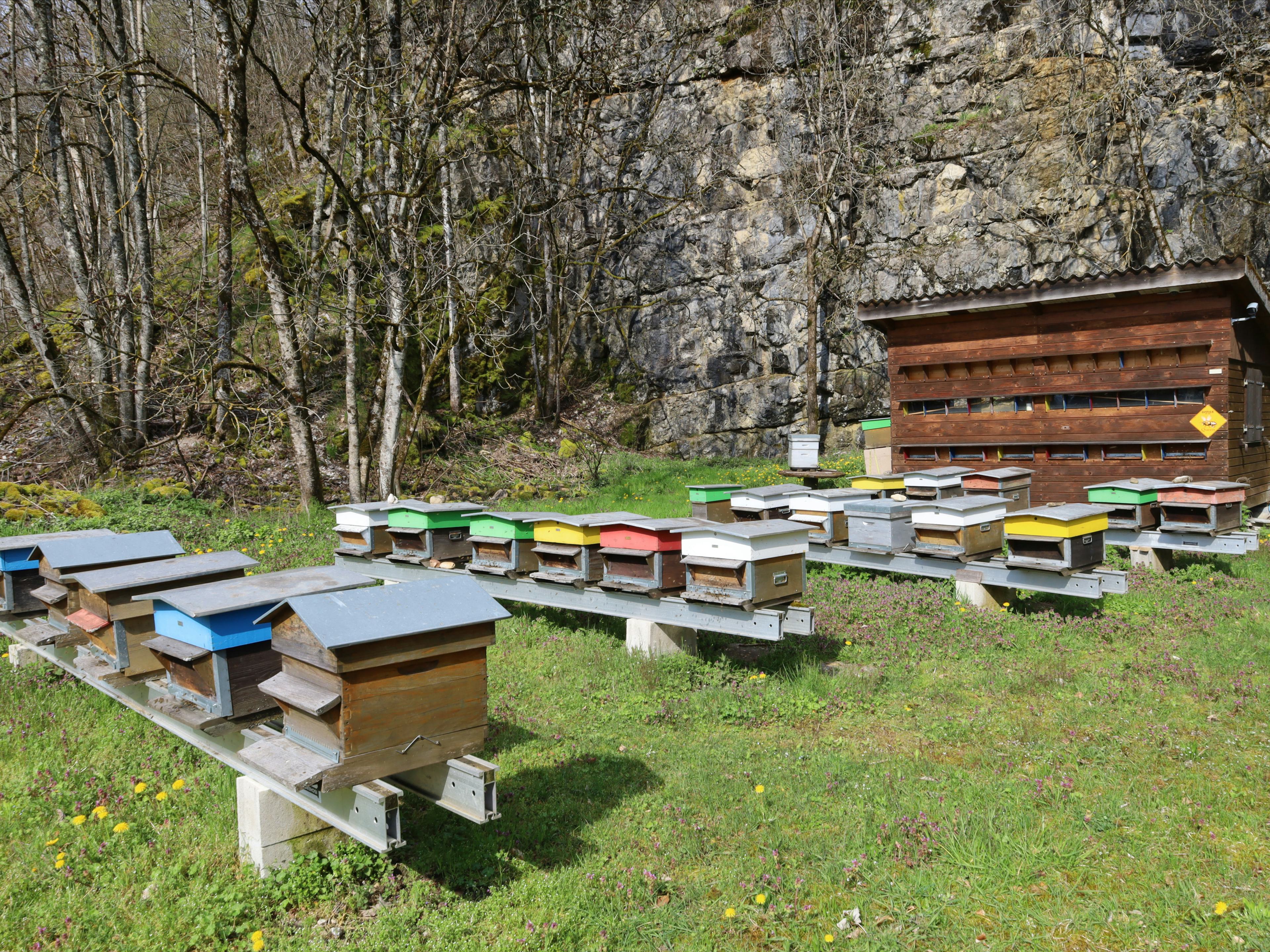 Benu's Bees, producteur à Val-de-Ruz canton de Neuchâtel en Suisse, image 2 | Mimelis